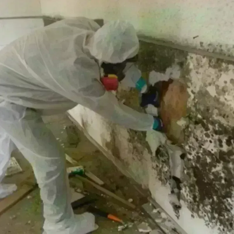 Mold Remediation and Removal in New Haven, IN